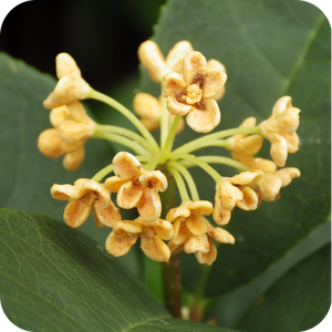 Osmanthus