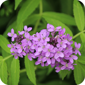 Patchouli