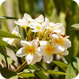 Vanilla